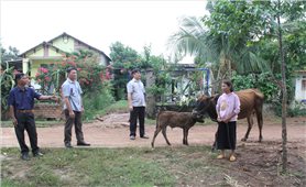 Dự án 3 Chương trình MTQG 1719 ở Đắk Lắk: Nhiều mô hình sinh kế giúp đồng bào DTTS thoát nghèo