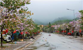 A Lưới mùa hoa ban nở