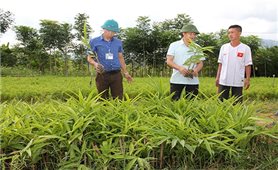 Tạo động lực mới cho vùng cao Sơn La phát triển