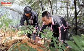 Trồng sâm trên đỉnh mây ngàn