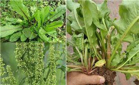 Cây lưỡi bò, món quà quý giá từ thiên nhiên