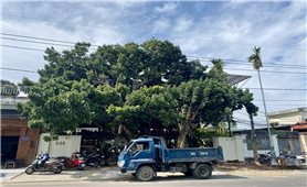 Kon Tum: UBND phường Thống Nhất yêu cầu chủ nhà số 505 đường Nguyễn Huệ xử lý 2 cây nhãn trước ngày 22/4/2025