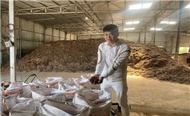 Lông gà cũng thành “vàng nâu” cho đất