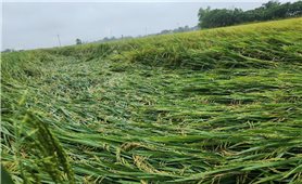 Mưa lớn làm thiệt hại về người và tài sản ở một số địa phương
