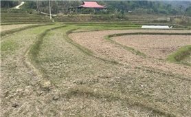 Bắc Kạn bị ảnh hưởng do hạn hán kéo dài hàng trăm ha cây trồng nguy cơ mất trắng