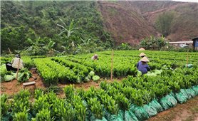 Người dân vùng cao Hà Lâu chật vật trong việc tái trồng rừng