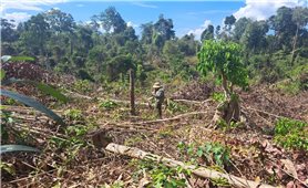 Kon Tum: Ban Nội chính Tỉnh ủy đề nghị Huyện ủy Ia H’Drai báo cáo vụ phá gần 1ha rừng