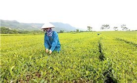 Tháo gỡ khó khăn để đẩy nhanh tiến độ Chương trình MTQG 1719