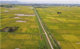 Tìm nguyên nhân hàng ngàn ha lúa Xuân 2025 ở Nghệ An “mất trắng”
