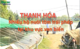 Thanh Hóa: Nhiều hộ nuôi tôm trái phép tại khu vực ven biển