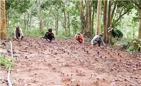 Quảng Trị: Lợi ích “kép” từ mô hình trồng nấm linh chi đỏ dưới tán rừng