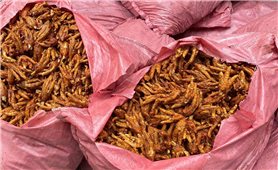 Lạng Sơn phát hiện, ngăn chặn 1,5 tấn chân gà không rõ nguồn gốc xuất xứ
