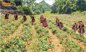 Ươm mầm Bố chính trên đất chè