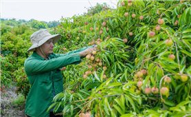 Mùa vải ngọt giúp nông dân Đắk Lắk thu tiền tỷ