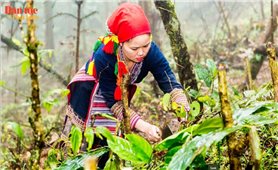 Nghề thuốc Nam của đồng bào Dao đỏ