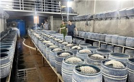 Phát hiện hai cơ sở trên địa bàn Tp. Lào Cai sử dụng hóa chất độc hại sản xuất hàng trăm tấn giá đỗ