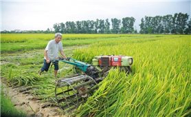 Hàng ngàn ha lúa xuân ở Nghệ An lép hạt: Ngành Nông nghiệp và Môi trường Nghệ An khuyến cáo gì?