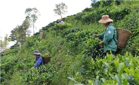 Gỡ khó trong thực hiện liên kết sản xuất theo chuỗi giá trị: Chưa thể hết khó trong một sớm một chiều