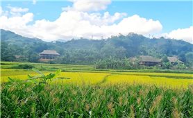 Xã Nghĩa Đô (Lào Cai): Hiệu quả từ đa dạng hóa sinh kế nâng cao thu nhập cho người dân