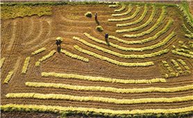 Bức tranh mùa gặt trên cao nguyên Kon Tum