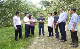 Khánh Hòa: Vốn tín dụng chính sách tiếp thêm động lực để người dân thoát nghèo bền vững