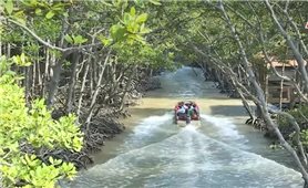Khám phá rừng Sác: Di sản lịch sử và thiên nhiên hoang dã