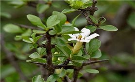 Những bài thuốc hay từ cây tu hú