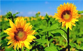 Hướng dẫn cách trồng hướng dương lấy hạt năng suất cao