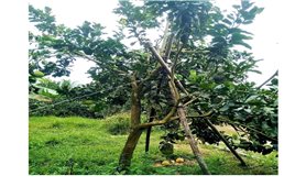 Chủ động bảo vệ sản xuất, ứng phó bão số 1