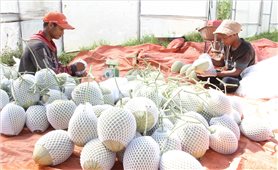 Mô hình kinh tế tập thể vùng đồng bào DTTS hoạt động hiệu quả