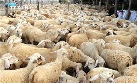 Ninh Thuận phát triển đàn dê, cừu theo chuỗi giá trị xuất khẩu