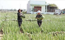 Ninh Thuận: Nông dân no ấm từ cây nha đam