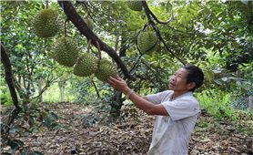 Ninh Thuận: Phát triển vùng trồng cây ăn quả giá trị cao