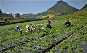 Sinh kế từ cây dược liệu: Liên kết sản xuất theo chuỗi giá trị (Bài 2)