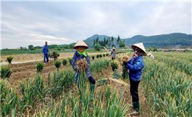 Hành và tỏi Kinh Môn- tinh hoa từ đất, niềm tự hào vùng miền
