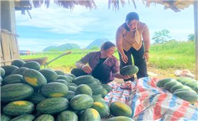 Người dân Minh Tiến làm giàu từ cây dưa hấu