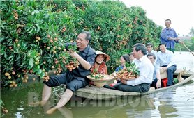 Cây vải tổ Thanh Hà – 