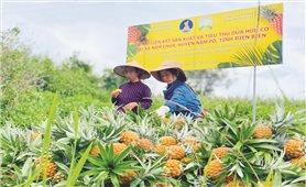 Phát triển sản xuất theo chuỗi giá trị để nâng cao đời sống đồng bào DTTS