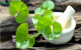 Thảo dược hỗ trợ thanh nhiệt và giảm mụn hiệu quả