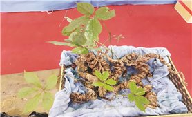Quảng Nam ban hành kế hoạch tổ chức Lễ hội quốc tế sâm Ngọc Linh