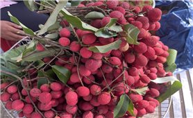 Qủa của rừng