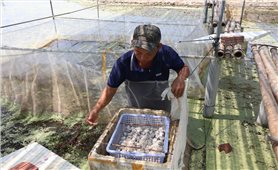 8X thu hàng trăm triệu mỗi năm nhờ nuôi ốc bươu đen