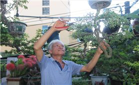 “Vua” bonsai ngược