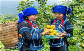Lê vào vụ, bản làng vào mùa du lịch
