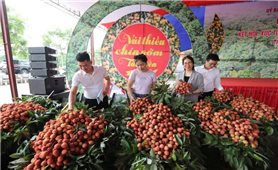 Trái vải thiều Việt Nam trên kệ hàng quốc tế
