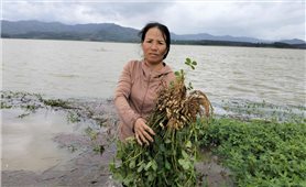 Hoa màu bị ngập úng, UBND xã Đăk Hà phát văn bản đề nghị thủy điện điều tiết nước hồ chứa