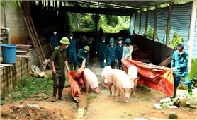 Dịch tả lợn châu Phi: Một số dấu hiệu nhận biết thịt lợn bị nhiễm bệnh