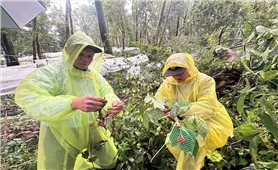 Quảng Ngãi: Rà soát, hỗ trợ người dân trồng sâm Ngọc Linh bị thiệt hại do mưa bão