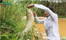Quảng Ngãi: Rác thải nổi lềnh bềnh mặt ao, cá bắt đầu chết sau sự cố “thủng” ô chứa rác