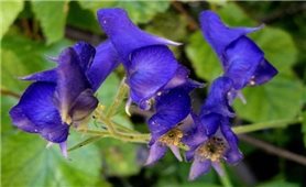 Cây ô đầu-Vị thuốc hay từ dân gian